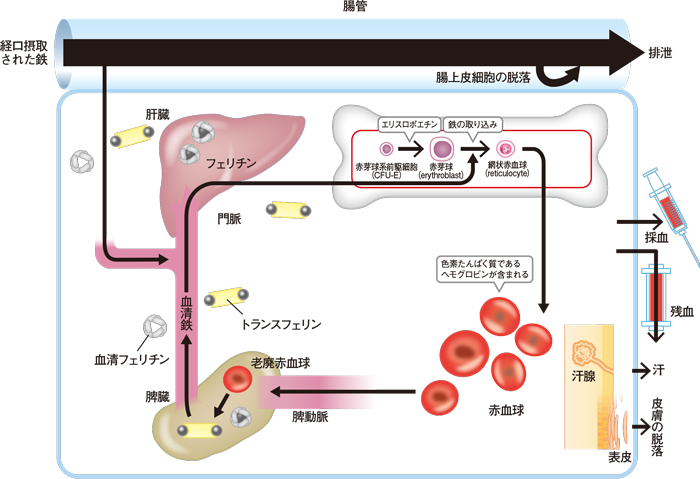 鉄の体内動態【参考】│リオナ.jp│鳥居薬品 医療関係者向け情報